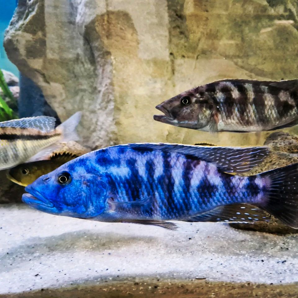 Tyrannochromis Nigriventer in Laatzen