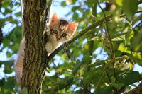 Katzenrettung aus Baum mit Seilklettertechnik Berlin - Pankow Vorschau