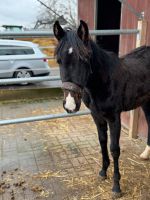 Holsteiner Jährlings Stutfohlen 5/23 Hessen - Lauterbach (Hessen) Vorschau