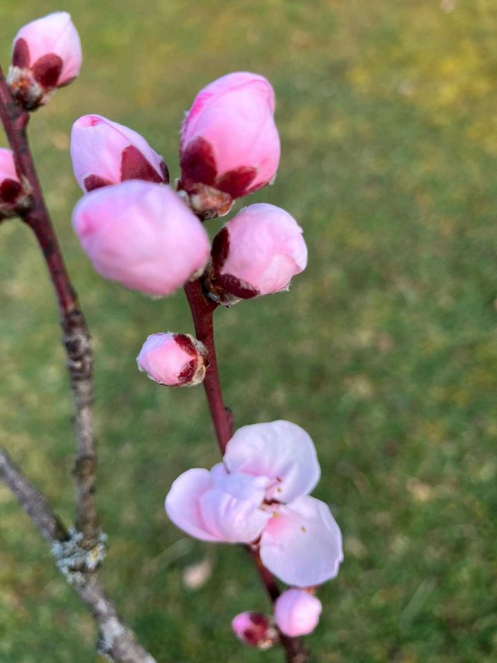 Garten, Feld, Freizeitgrundstück gesucht in Buggingen