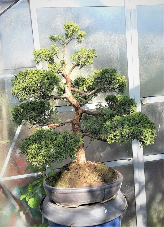 Chinesicher Wacholder, Bonsai, Juniperus Chinensis, 40 Jahre alt in Korschenbroich