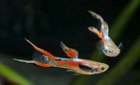 Aquarium Fische Endler Guppys Niedersachsen - Oldenburg Vorschau