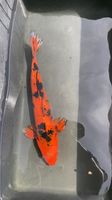 Teichauflösung (Hobby) Koi und Goldfische Rheinland-Pfalz - Alsheim Vorschau