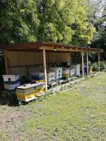 Bienenvolk, Bienen, Honig Bayern - Dingolfing Vorschau