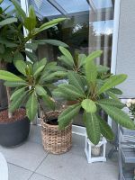 Frangipani Tempelbaum Plumeria 140 cm hoch gelb-weiße Blüten Hessen - Niestetal Vorschau