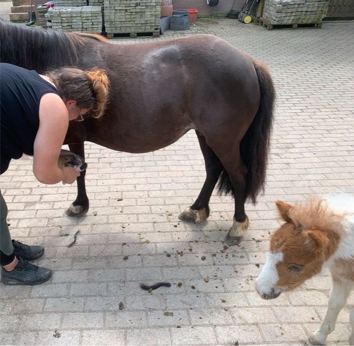 Pony-Stute mit Stutfohlen, Shetty in Scheibenhardt