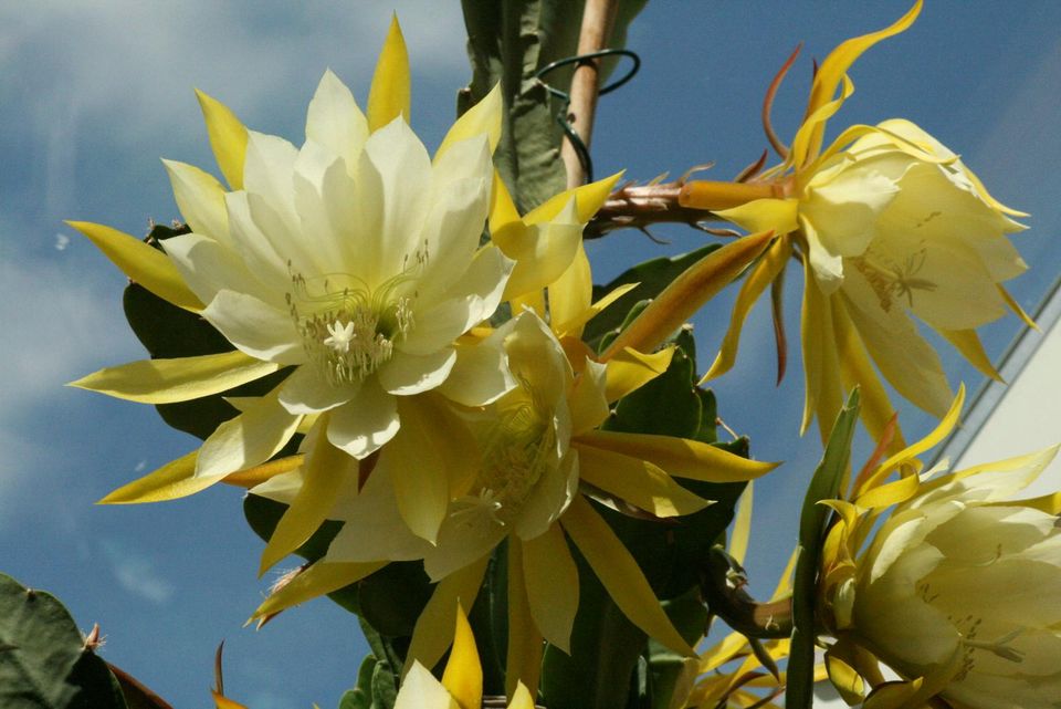 Epiphyllum Epi Gelb riesige Blüte Blattkaktus in Essen