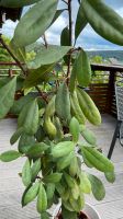 Ficus cyathistipula Baden-Württemberg - Haiterbach Vorschau