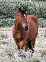 Reitbeteiligung mit Unterricht Kr. Altötting - Tüßling Vorschau