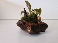 Cryptocoryne Wendtii auf Holz Wuppertal - Vohwinkel Vorschau