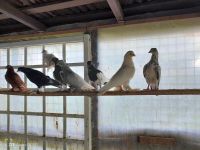 Tauben zum Verkaufen Hessen - Mengerskirchen Vorschau