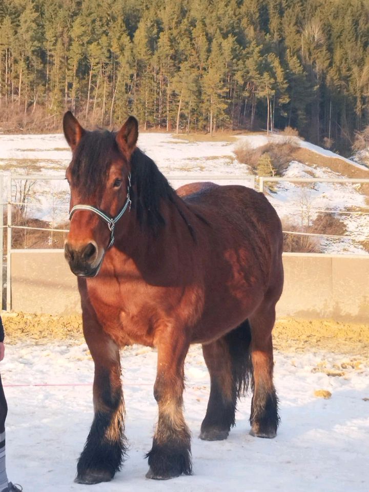 Biete Pflege und reitbeteiligung an meiner kaltblut Stute in Blumberg