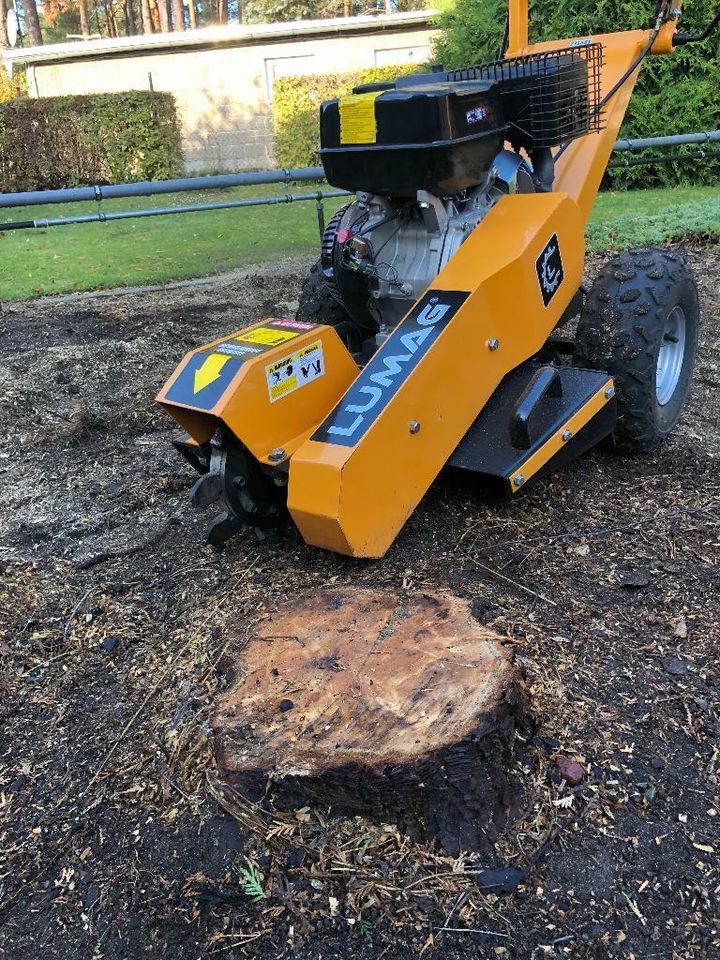 Wurzel Stubben Baumstumpf Baumwurzel Wurzelstock fräsen in Berlin