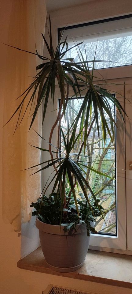 Palma Palme dracaena + Schlumbergera in München