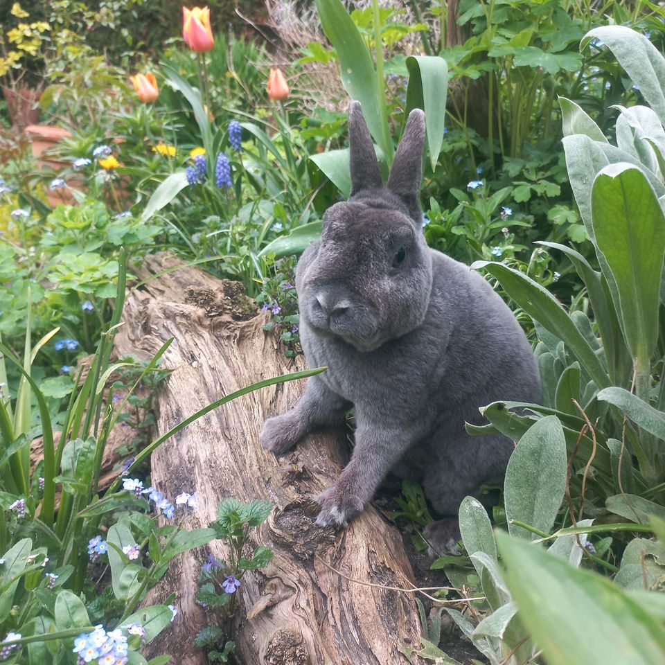Älterer Zwergkaninchen Kastrat 6 Jahre alt Kaninchen kastriert in Warendorf