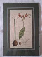 Lithografie, Blumen, Publ. by S.Curtis, v. William Herbert 1824 Bayern - Forstinning Vorschau