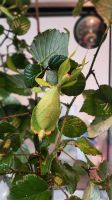 Eier von phyllium philippinicum wandelndes Blatt Bayern - Altenmarkt Vorschau