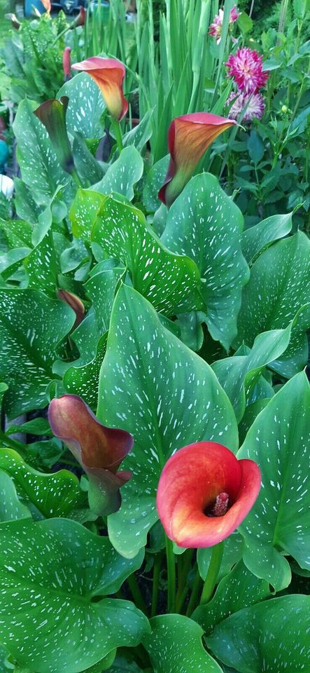 Calla Morning Sun. 3 x Blumenzwiebeln in Eislingen (Fils)