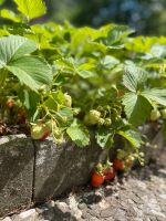 Erdbeerpflanze mit Erdbeeren Wandsbek - Steilshoop Vorschau