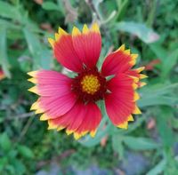 Blumensamen Kokardenblume + andere winterharte Stauden Leipzig - Großzschocher Vorschau