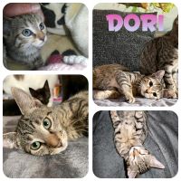 Kitten, Katzenbaby, Katze, kastriert, EKH❤️ Dori ❤️ Sachsen-Anhalt - Jessen (Elster) Vorschau