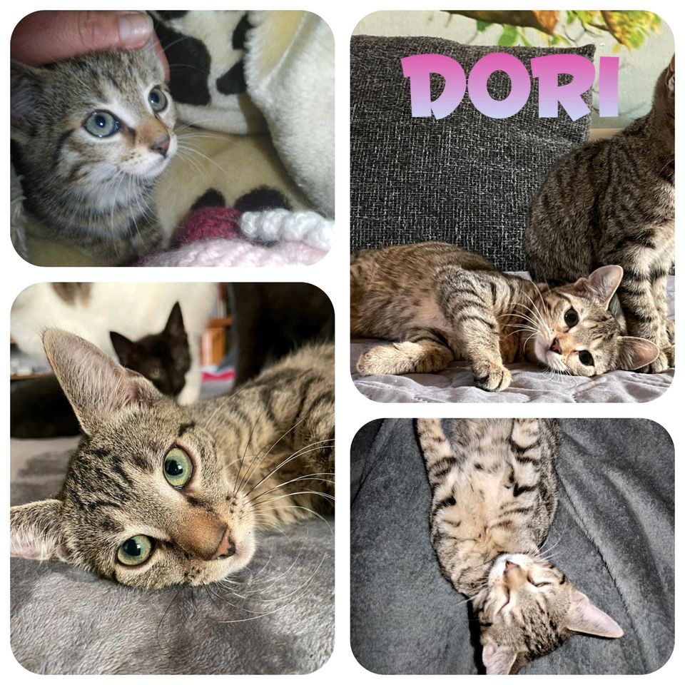 Kitten, Katzenbaby, Katze, kastriert, EKH❤️ Dori ❤️ in Jessen (Elster)