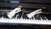Geox Pumps, Gr 40, NEU, Peeptoes / Sling-Backs Saarbrücken-Mitte - St Johann Vorschau