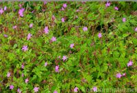 Ruprechtskraut Heilpflanze Pinke Blüten. Baden-Württemberg - Schwäbisch Hall Vorschau