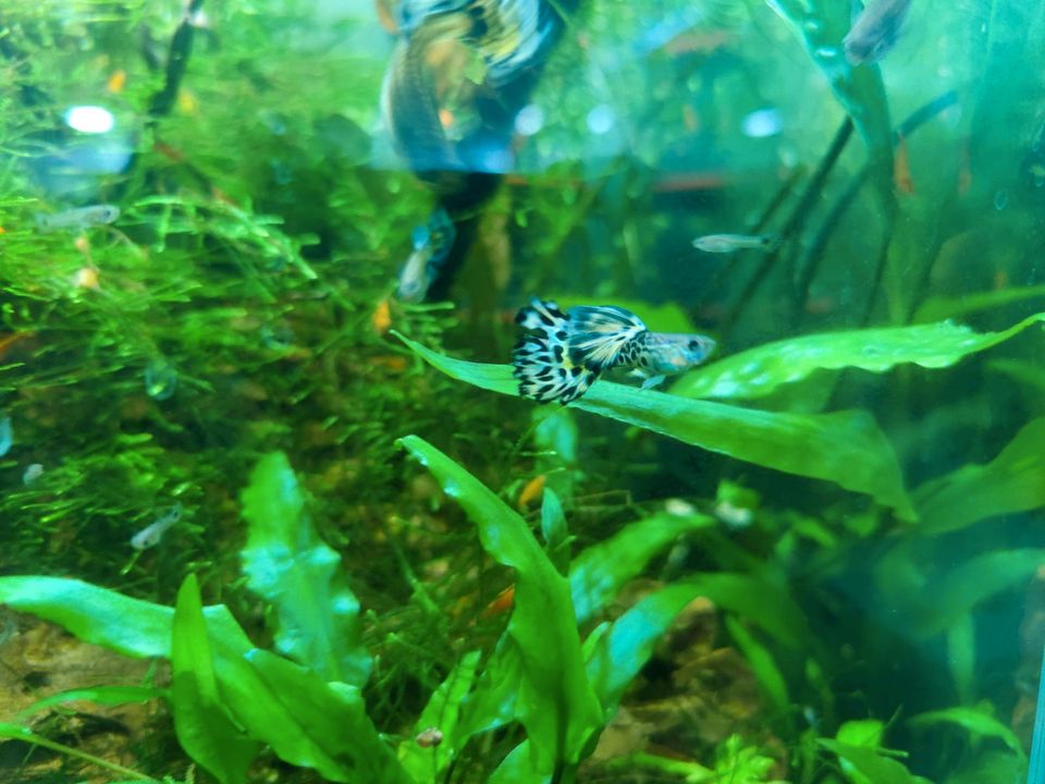 Guppy Leopard, Poecilia reticulata in Erlangen