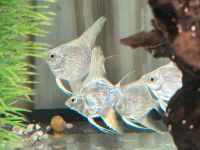 Skalar Platinum White 8€  Pterophyllum Baden-Württemberg - Rangendingen Vorschau