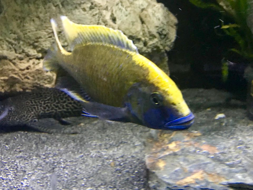 Nimbochromis Venustus - Giraffenbuntbarsch Malawi Hobbyzüchter in Dorsten