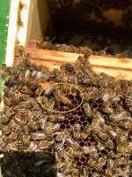 Bienen Bienenvolk Carnica DNM Osnabrück - Hasbergen Vorschau