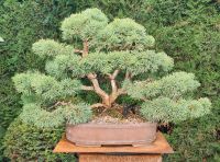 Chinesischer Wacholder Bonsai 40 Jahre, 40 cm München - Au-Haidhausen Vorschau