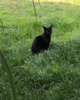 Katze / Kater komplett schwarz vermisst / entlaufen Niedersachsen - Wiefelstede Vorschau