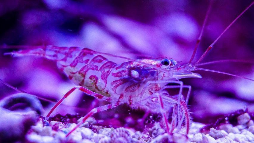 Meerwasser/ L. kuekenthali gegen Glasrosen in Kamen