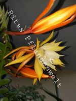 Epiphyllum anguliger orange-gelb Sägeblattkaktus Blattkaktus Zimm Bayern - Stephanskirchen Vorschau