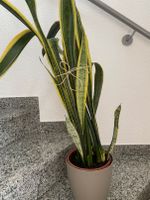 Sansevieria/Bogenhanf Pflanze Hessen - Gießen Vorschau