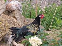 Bantam Hahn Thüringen - Breitenworbis Vorschau