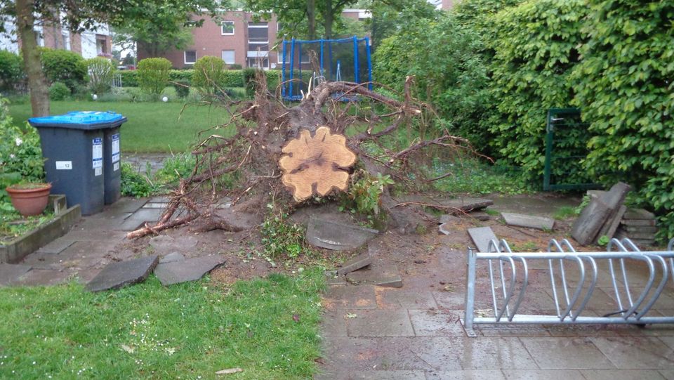 Baumfällung, Fällung in Klettertechnik, Baumstumpffräsen, Baum in Bergisch Gladbach