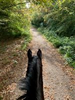 Pflegebeteiligung / Reitbeteiligung - Geseke Nordrhein-Westfalen - Salzkotten Vorschau