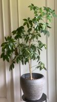 Strahlenaralie - Schefflera Pflanze Hamburg-Mitte - Hamburg Hamm Vorschau