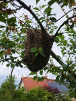 Bienenschwarm ca. 2kg Sachsen - Kamenz Vorschau
