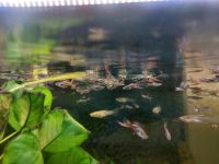 Endler Guppies günstig abzugeben - 10 für 3 Euro Münster (Westfalen) - Aaseestadt Vorschau