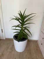 Aloe Pflanze München - Schwabing-Freimann Vorschau