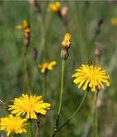 30 Samen Herbst-Löwenzahn, Naturgarten Saatgut Insekten Garten Bayern - Baldham Vorschau