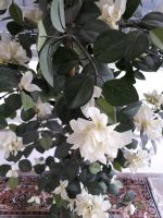 Bougainvillea weiße Blüten pflegeleicht Stuttgart - Vaihingen Vorschau
