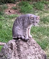 Kater Grigio in Megesheim vermisst Bayern - Megesheim Vorschau