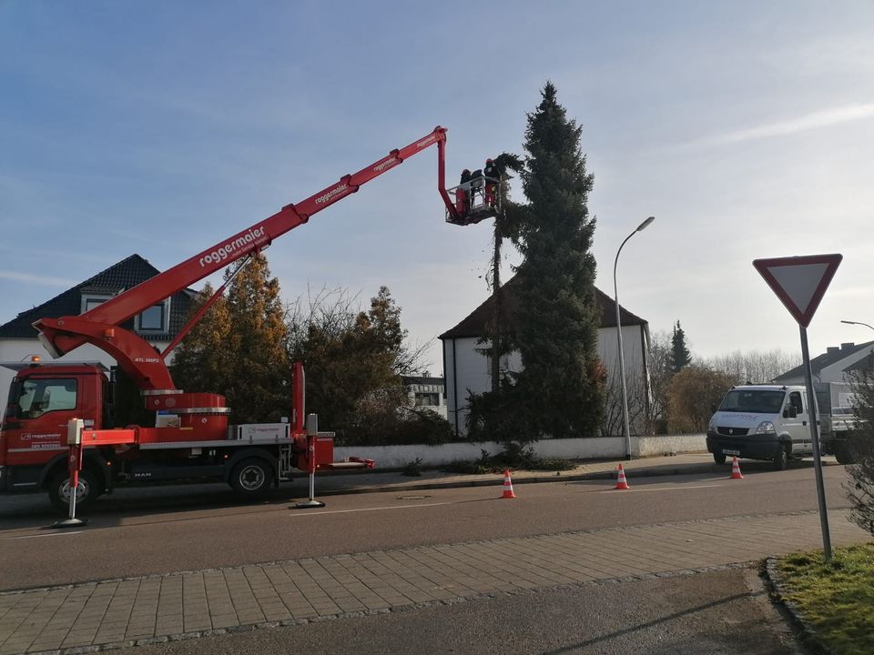 Baumfällung, Rodung, Heckenschnitt, Problembaumfällung in Ingolstadt