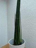 Sansevieria (Bogenhanf), 1,50 Meter Baden-Württemberg - Sindelfingen Vorschau