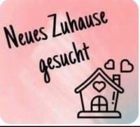 2-3 Zimmerwohnung gesucht Niedersachsen - Varel Vorschau